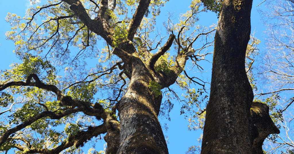 伊弉諾神宮 夫婦大楠 縁結び パワースポット