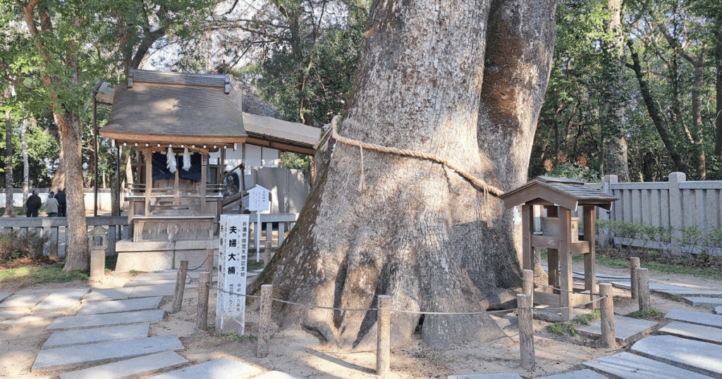 伊弉諾神宮 夫婦大楠 縁結び パワースポット